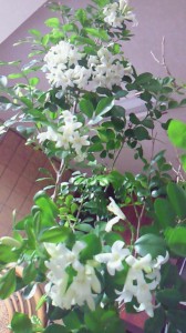hana1